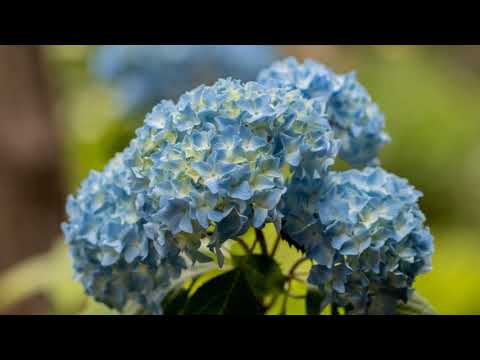 2020年6月 6日 花文紫陽花