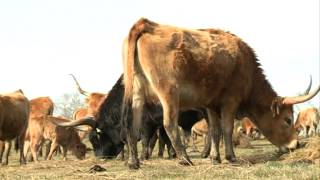 LA CACHENA, RAZA AUTÓCTONA DE GALICIA