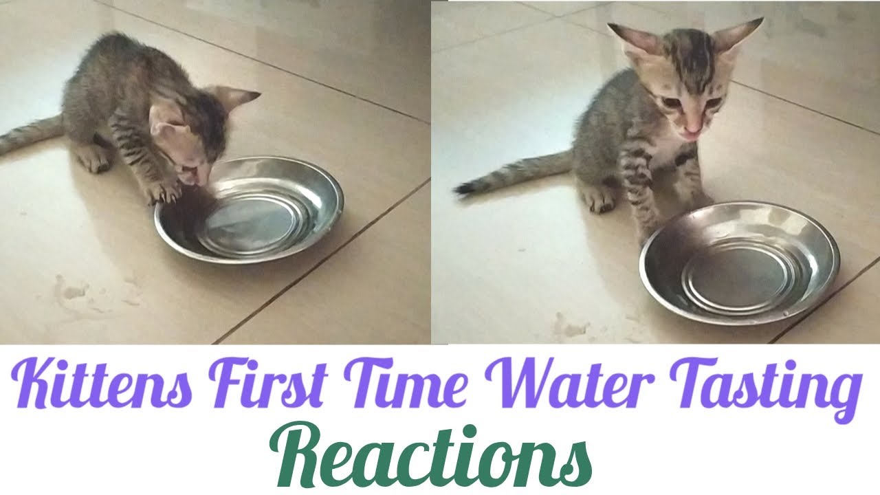how to get kittens🐈to drink to water ? kitten vs water - kitten loves