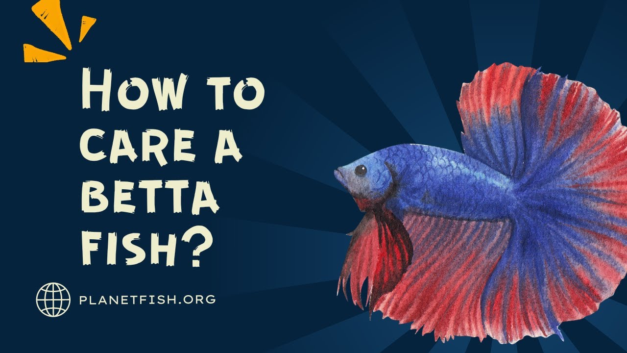 Betta fish care guide for Beginners #shorts #bettafish
