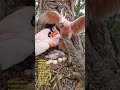 BABY COCKATOO: FROM EGG TO SURVIVAL 🦜 | #Wildlife #Shorts #USAShorts #WildlifeShorts #ytshorts