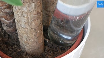 Maak een automatisch systeem voor het wateren van platen