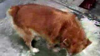 My Dear Dog Boo Boo