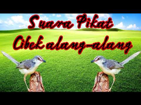 SUARA PIKAT CIBLEK ALANG-ALANG AUTO PANEN RAYAA !!!!