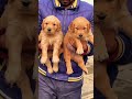 Golden Retriever Pair for Sale | 50 Days Old | Healthy &amp; Cute Puppies 🐶| @petzz_world#shorts #viral