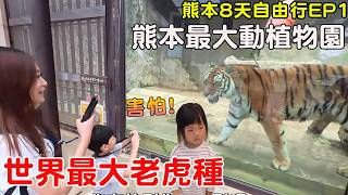帶兩兄妹去日本看世界最大老虎種！隔天暴雨竟然完全沒影響？寶可夢中心直接買好幾萬！【Bobo TV】熊本8天自由行EP1