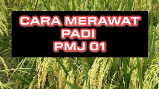 PADI PMJ 01. Tips Merawat Padi PMJ 01