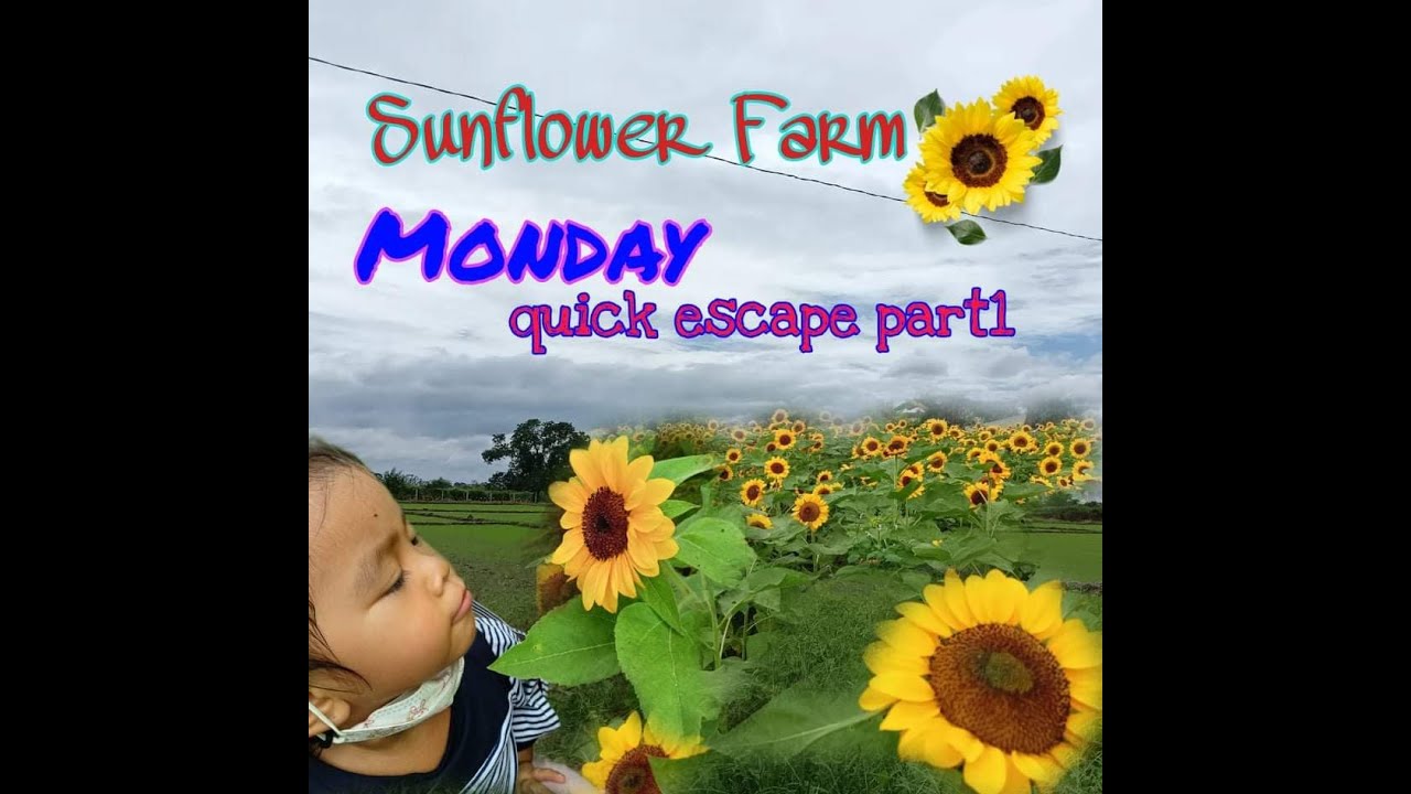 Monday Quick Escape! Adventure 2022 SunFlower FarmCupang,Arayat