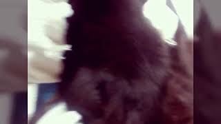 Viral Kucing Hisap Selimut Ingat Tu Botol Susu