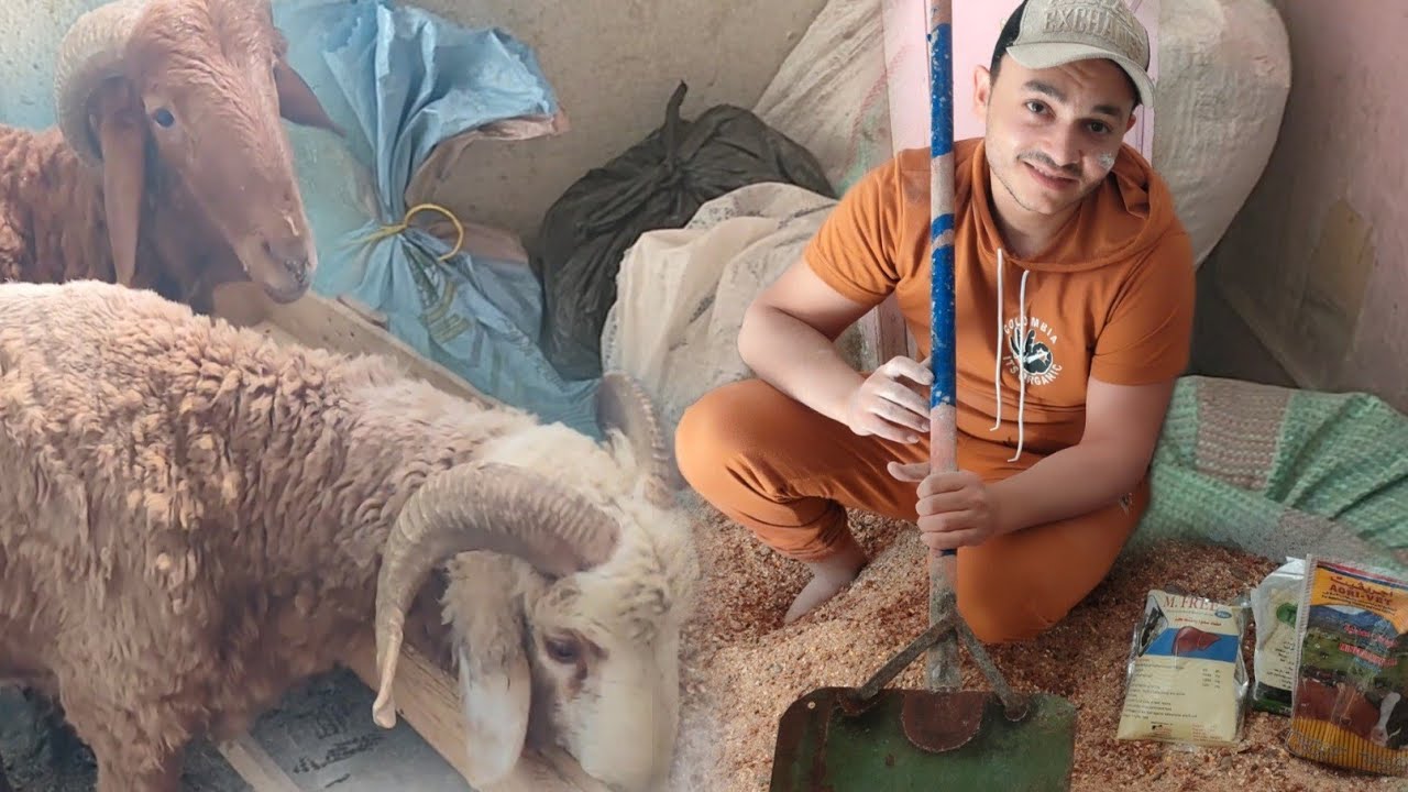 وداعاً لارتفاع اسعار العلف مع أوفر خلطه لتسمين الأغنام والخرفان هيتحول٢٠٠%١٠٠فى وقت قياسي٨٠كيلوواكتر