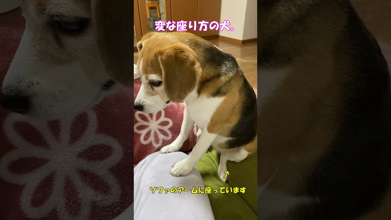 変な座り方のビーグル犬 Youtube
