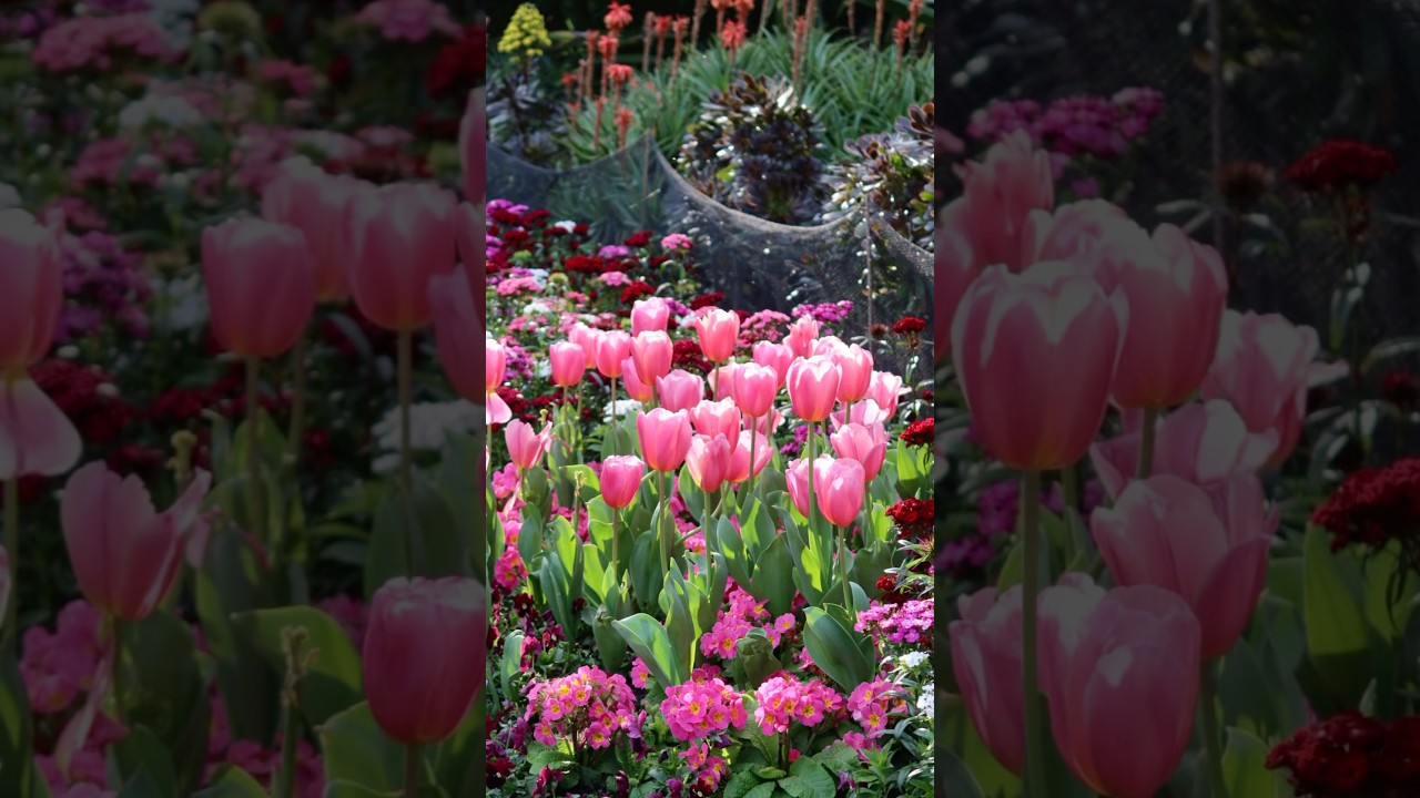 Fitzroy Gardens🌷☀️📷 A must-visit place for wedding photography！ 