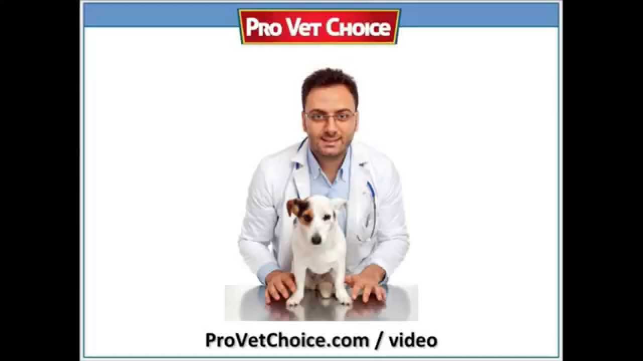 Best Dog Odor Remover YouTube