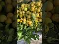 Special Lembo Pani North Karachi
