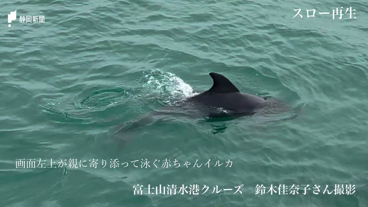 清水港内に赤ちゃんイルカ発見！【あなたの静岡新聞／静岡新聞】 - YouTube