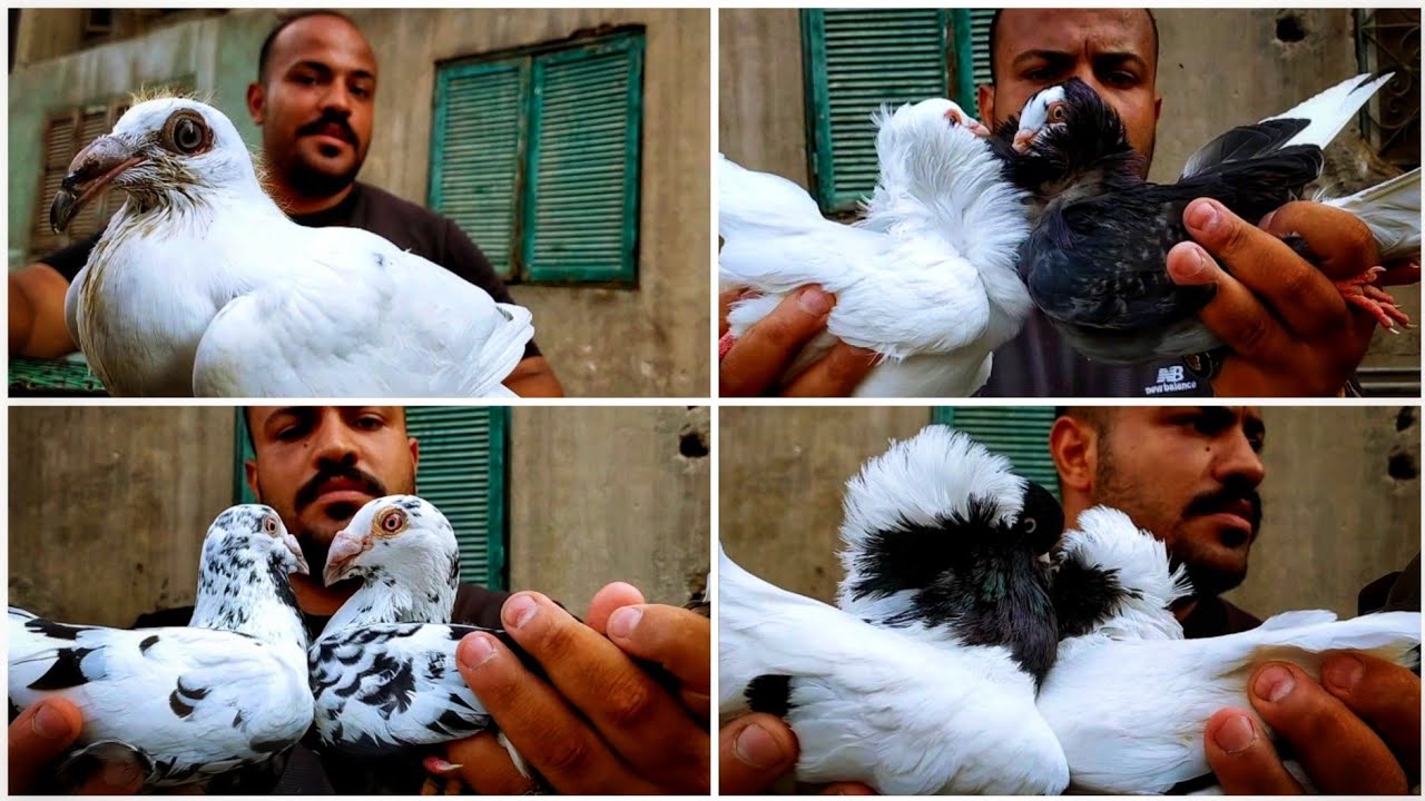 سوق امبابه للحمام الغزار والزينه والزاجل 💸 وفرجه وأسعار الحمام 💰💵 الموافق ٥/٨/٢٠٢٥