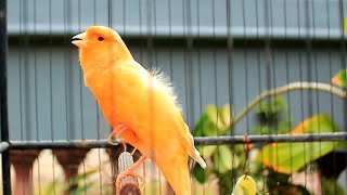 Spectacular Canary Song for 10 Minute Warm Up HD – Canary Warm Up 284 screenshot 5