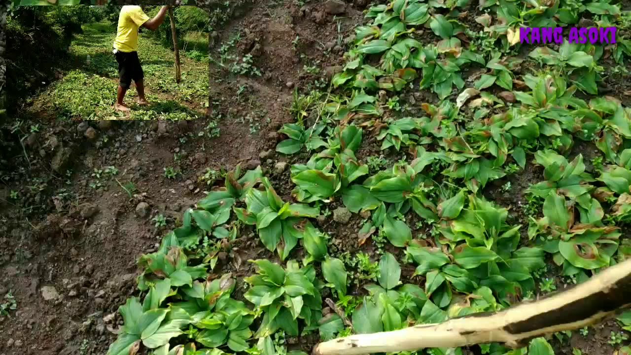Cara Menanam Kacang Tolo 