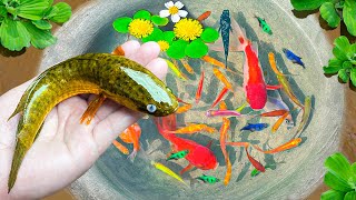 Catch banana fish and find color surprise eggs, lion head fish, swordtail fish, cherry fish, Koi