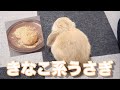 きなこ餅にそっくりなロップイヤーのうさぎさん #006