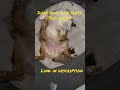 Does your dog sleep like a statue?