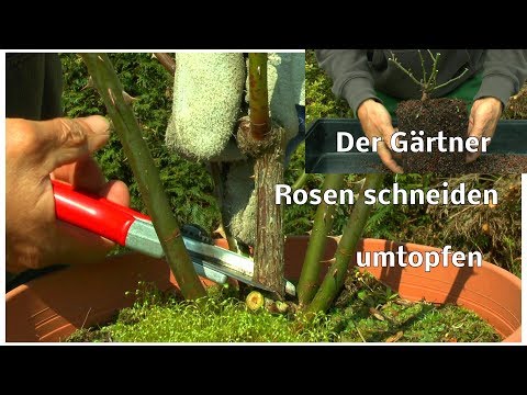 Video: Wir Bedecken Rosen Nach Allen Regeln