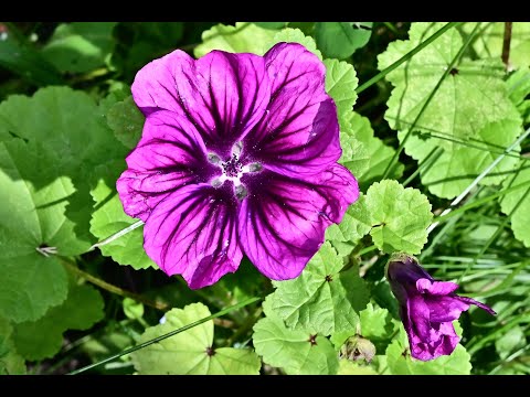 Video: Malve - Stockrose: Sorten, Anbau Und Vermehrung
