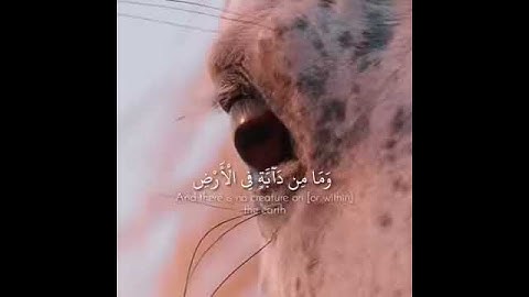 حالات واتس قران كريم بصوت جميل جداً💚 ،حالات واتس اب دينية