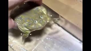 Frog But Yoshis Island Meme