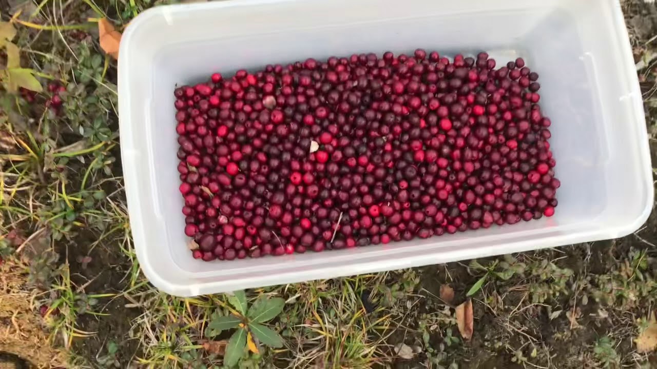 Low Bush cranberry picking in North Pole, Alaska YouTube