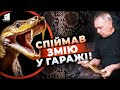 🐍❗️ОБЕРЕЖНО змія у гаражі! Як в майстерню потрапив червонокнижний плазун?