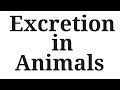 #excretioninanimals #excretion 