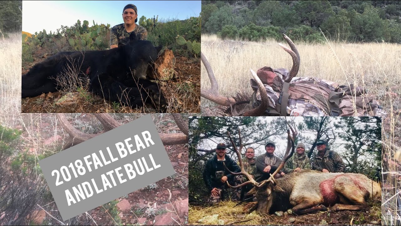 2018 Arizona Late Rifle Bull and Fall Bear Hunt YouTube