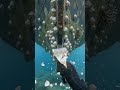 (ASMR) Cleaning Barnacles. #asmr #dive #ship #satisfyingvideo