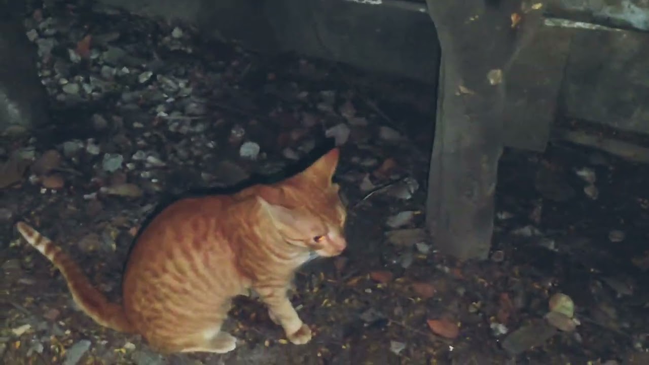 Night Time Cat Hunting 🐱🌙 | How Cats Play, Roam & Catch Rats in the Dark,