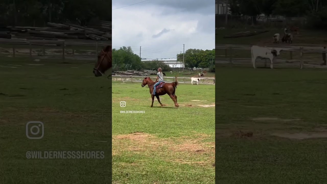 Love Texas Longhorns Cow Camping Farm Bull Farmlife Ranch Florida Horse Horses Animals