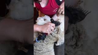 Close Shave And Ear Clean For Babydoll Sheep