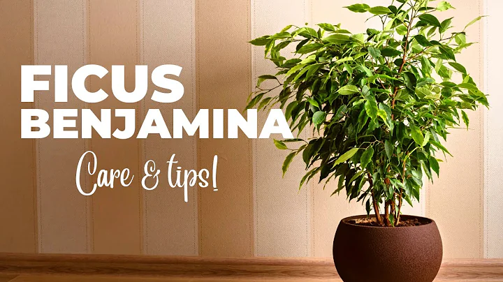 Guia Completo de Cuidados para Ficus Benjamina (Planta Chorona)