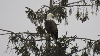 Bald Eagle Scans below the ICE 12/22/22 Long Island