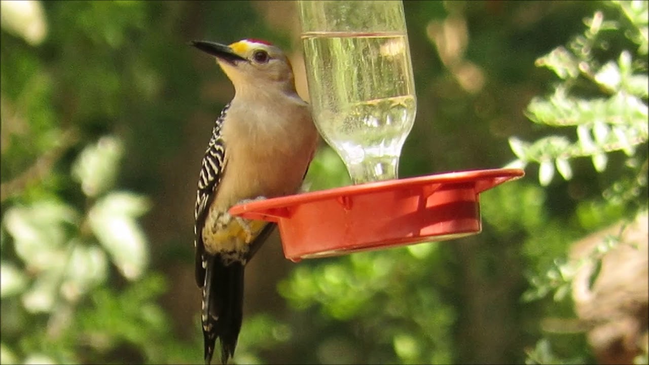 Golden Fronted Woodpecker At Hummingbird Feeder Youtube