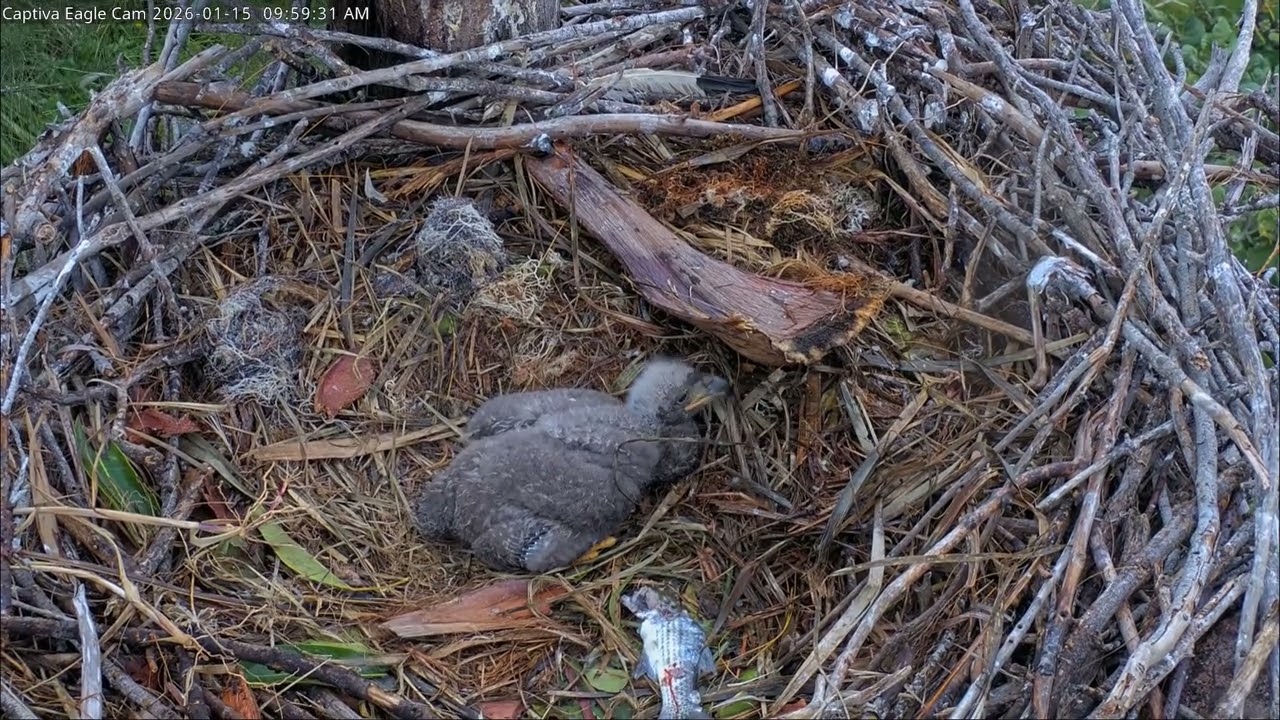 Bald Eagle - Captiva Eagle Cam  15.01.2026 