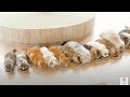 猫カフェMOCHA 〜猫カフェで癒やしの時間を過ごしませんか〜