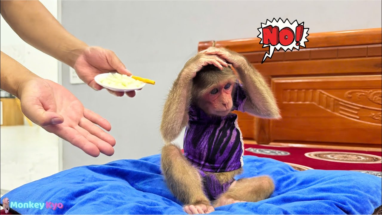 Обезьянка Кё грустит и отказывается есть и пить… Папа очень волнуется!