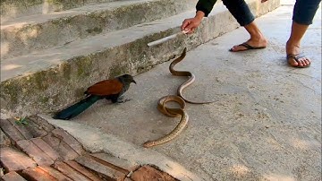 Quế Nghịch / Thả Con Rắn Khổng Lồ Mà Bịp Bịp Săn Được Về Với Tự Nhiên