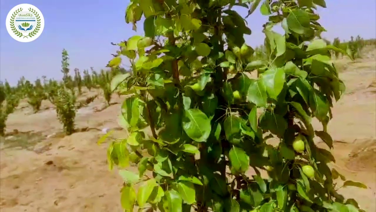 الواحات البحرية / نموذج ناجح مزروع نخل صعيدي ومجدول وبرحي وكمثري وبرسيم حجازي / جلاكسي ٣+