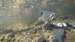 Pine Brook Brookies