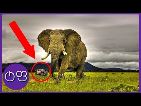 ვიდეო: მსოფლიოში ყველაზე დიდი სპილო