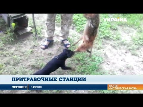 В Украине функционируют сотни "притравочных" станций, где калечат диких животных