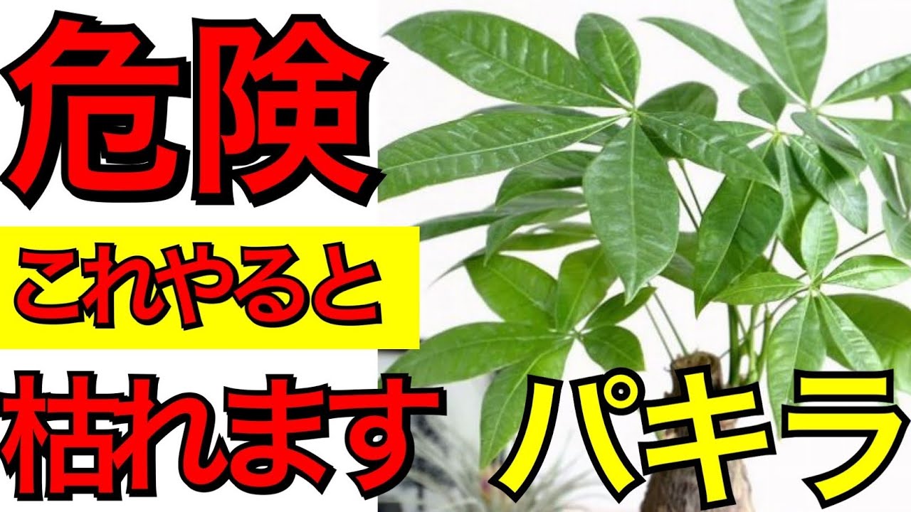 観葉植物の育て方 パキラを枯らさない為に必要なたった一つの育て方のポイント ガーデニング パキラの育て方 観葉植物の水やりの方法 Youtube