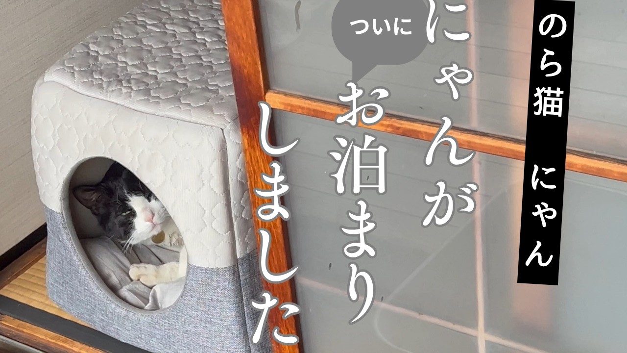 Stray Cat Nyan Stayed the Night at Our House - YouTube